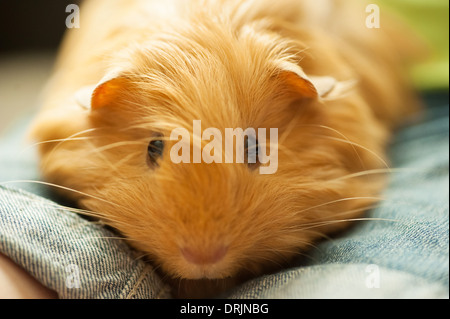 Lo zenzero capelli lunghi cavia seduta di childs lap Foto Stock