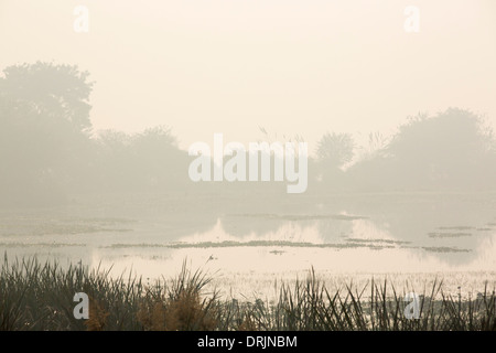 La scadente qualità dell'aria al di sopra della Okhla Bird Sanctuary, il santuario degli uccelli sul fiume Yamuna, a Delhi, India Foto Stock