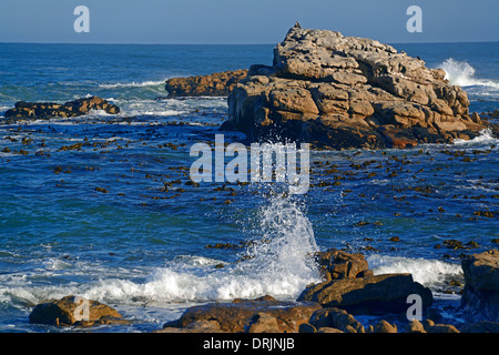 Mare tempestoso nella roccia di Bird Island, Lamberts Bay, Western Cape, West Cape, Sud Africa, Africa, stuermische vedere un den Felse Foto Stock