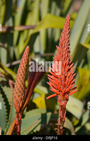 Diversi Aloearten aloe spec. in Lamberts Bay, west cape, Western Cape, Sud Africa, Africa, verschiedene Aloearten ( Aloe spe Foto Stock