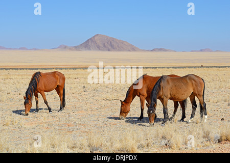 Il pascolo cavalli selvaggi in Garub con Da, Namibia, Africa, grasende Wildpferde in Garub bei Aus, Afrika Foto Stock