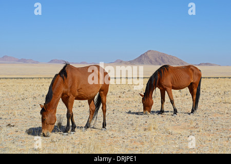 Il pascolo cavalli selvaggi in Garub con Da, Namibia, Africa, grasende Wildpferde in Garub bei Aus, Afrika Foto Stock