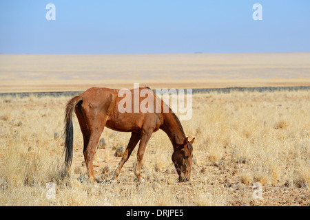 Il pascolo cavalli selvaggi in Garub con Da, Namibia, Africa, grasende Wildpferde in Garub bei Aus, Afrika Foto Stock