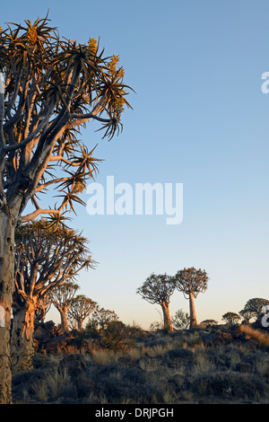 Faretra albero o Quivertree Afrikaans, Kocurboom, aloe dichotoma con sunrise, Keetmanshoop, Namibia, Africa, Koecherbaum oder qui Foto Stock