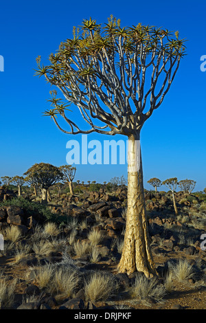 Faretra albero o Quivertree Afrikaans, Kocurboom, aloe dichotoma con sunrise, Keetmanshoop, Namibia, Africa, Koecherbaum oder qui Foto Stock