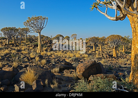 Faretra albero o Quivertree Afrikaans, Kocurboom, aloe dichotoma con sunrise, Keetmanshoop, Namibia, Africa, Koecherbaum oder qui Foto Stock