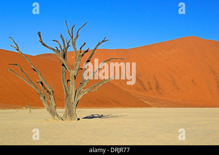 Camel Thorn trees Acacia erioloba, anche camel thorn o camel thorn acacia nell'ultima luce della sera, Namib Naukluft national par Foto Stock