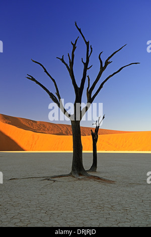 Camel Thorn trees Acacia erioloba, anche camel thorn o camel thorn acacia come una silhouette nella prima luce del mattino sulla duna Foto Stock