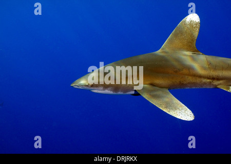 Un oceanic whitetip crociere da mentre su un blu acqua tuffo fuori della Big Island delle Hawaii. Foto Stock