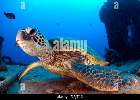 Una coppia di tartarughe Verdi del Mare Hawaiano in appoggio sul relitto del YO-257. Foto Stock