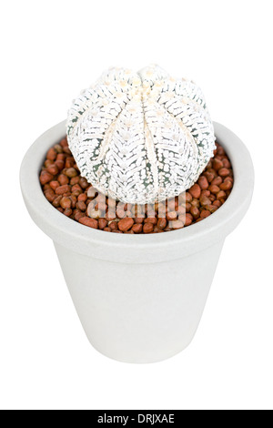 Impianto di Cactus crescere in pentola di creta isolato su bianco. Foto Stock
