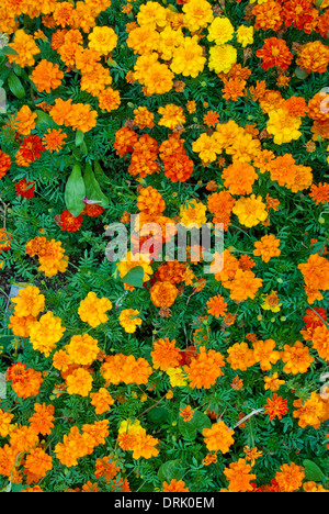 Le calendule nel giardino di casa Foto Stock