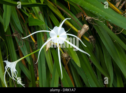 Spiaggia Spider Lily (Hymenocallis littoralis) - Queensland - Australia Foto Stock