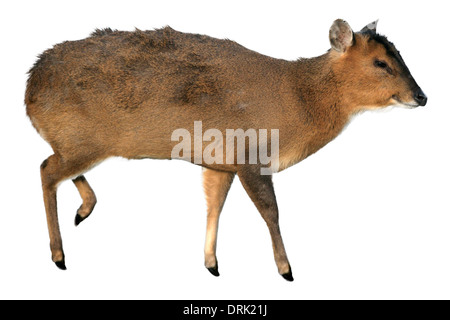Muntjac, Muntiacus reevesi, singolo cervi nel gelo, Midlands Foto Stock