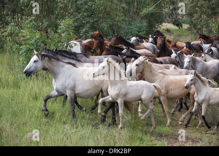 Nooitgedacht Pony giumente con puledri trotto su un pascolo in Sud Africa Foto Stock