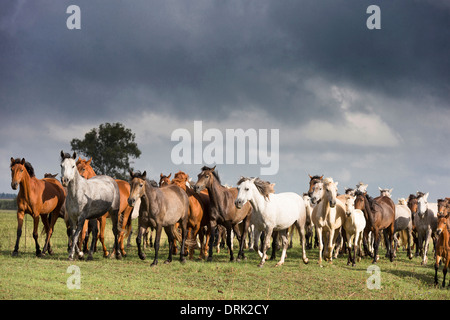 Nooitgedacht Pony giumente con puledri trotto su un pascolo visto contro un cielo nuvoloso Sud Africa Foto Stock