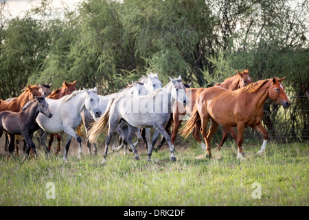 Nooitgedacht Pony giumente con puledri trotto su un pascolo in Sud Africa Foto Stock