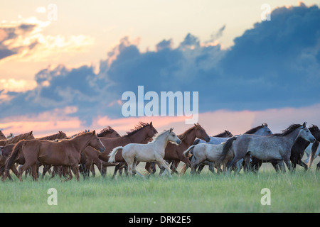Nooitgedacht allevamento Pony mares trotto con drammatica del cielo della sera backgroundy in Sud Africa Foto Stock