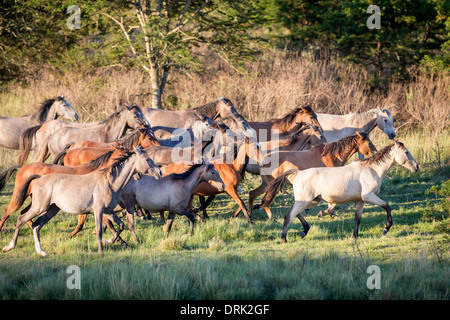 Nooitgedacht Pony Mares trotto su un pascolo in Sud Africa Foto Stock