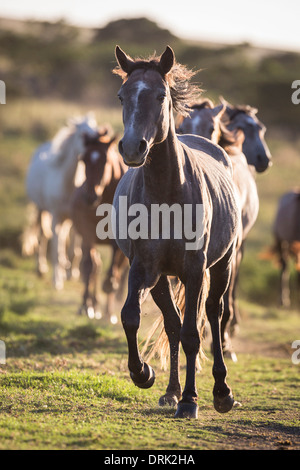 Nooitgedacht allevamento Pony mares trotto su un pascolo in Sud Africa Foto Stock