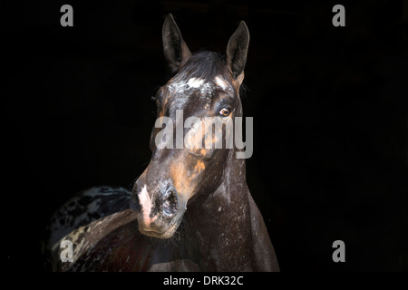 Cavallo norico Ritratto di leopard-spotted mare Foto Stock