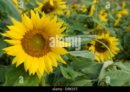 Dettaglio di un girasole giallo in piena fioritura in un campo. Foto Stock