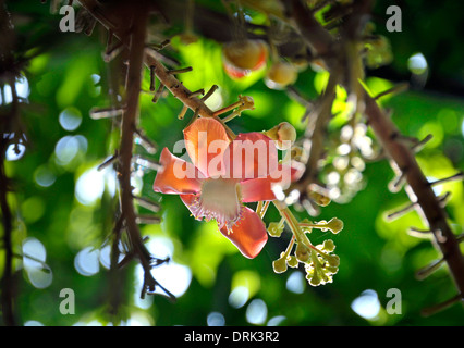 Fiore di La Sal tree in Thailandia, Shorea robusta, noto anche come Sakhua albero o albero Shala in tutta l Asia. Foto Stock