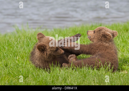 Unione l'orso bruno (Ursus arctos). Due Cuccioli giocando in erba. Svezia Foto Stock