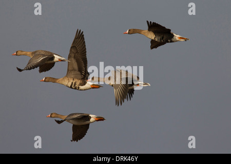 Eurasian bianco-fronteggiata Goose (Anser albifrons). Cinque uccelli in volo. Germania Foto Stock