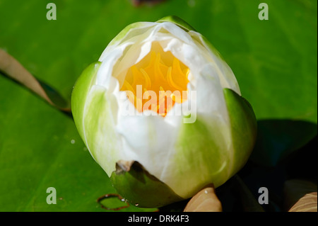 White Ninfea Bianca (Nymphaea alba) Foto Stock