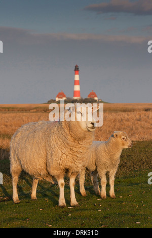 Gli animali domestici delle specie ovina (Ovis ammon aries). Pecora con agnello su una palude salata con il faro Westerheversand in background. Penisola di Foto Stock