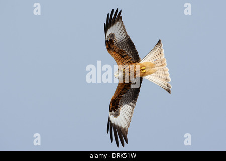 Nibbio reale in volo contro il cielo blu Foto Stock