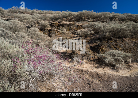 Canaria di salvia (Salvia canariensis) in fiore in luglio, in de la Caldera de los Marteles, Gran Canaria Foto Stock
