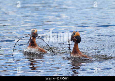 Svasso della Slavonia. Cornuto svasso (Podiceps auritus). Matura in allevamento piumaggio sull acqua, visualizzazione. Svezia Foto Stock