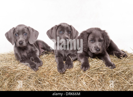 Weimaraner cane. Tre cuccioli su una balla di fieno. Studio Immagine contro uno sfondo bianco Foto Stock