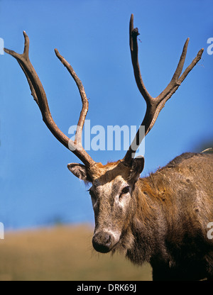 Pere David Deer (Elaphurus davidianus) Portraet di un cervo Foto Stock