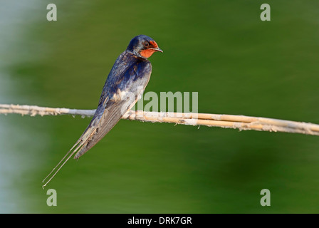 Barn Swallow (Hirundo rustica), Grecia, Europa Foto Stock