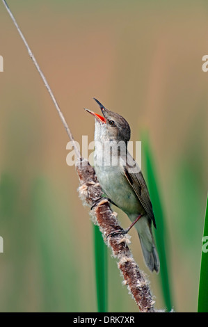 Grande Reed trillo (Acrocephalus arundinaceus), maschio, in Grecia, in Europa Foto Stock