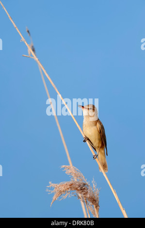 Grande Reed trillo (Acrocephalus arundinaceus), maschio, in Grecia, in Europa Foto Stock