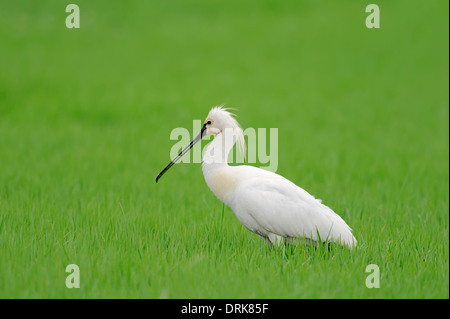 Spatola (Platalea leucorodia), Grecia, Europa Foto Stock