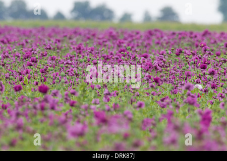 Campo di papavero vilett fiori fiori di campo papaveri papavero Semi di papavero Foto Stock