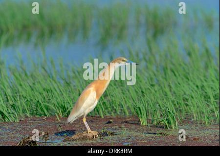 Sgarza ciuffetto (Ardeola ralloides), Grecia, Europa Foto Stock