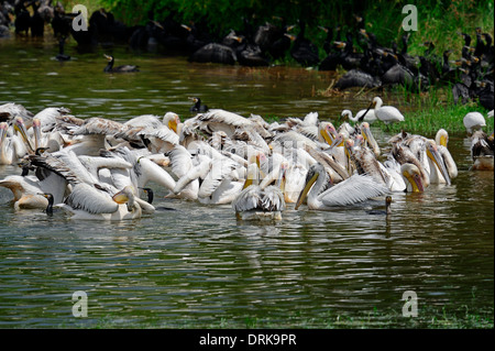 Cormorano (Phalacrocorax carbo) Dalmatien Pelican, (Pelecanus crispus) e bianco Pellicano (Pelecanus onocrotalus) Foto Stock