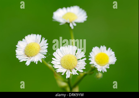 Daisy (Fleabane Erigeron annuus), Renania settentrionale-Vestfalia, Germania, Europa Foto Stock