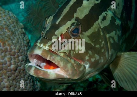 Un Cernie Nassau in corrispondenza di una stazione di pulizia con diversi ghiozzo di pulizia in Little Cayman, Isole Cayman. Foto Stock