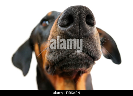 Il naso di una doberman isolato su bianco Foto Stock