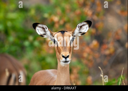 Impala o Rooibok (Aepyceros melampus), Kruger National Park, Sud Africa Foto Stock