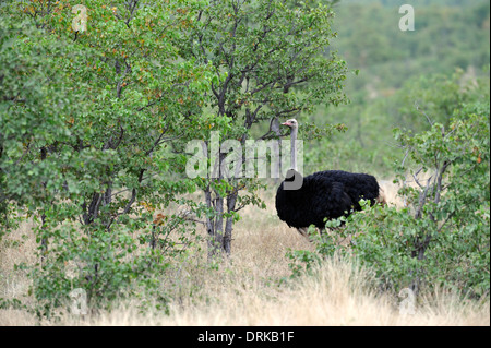 (Struzzo Struthio camelus) nel Parco Nazionale di Kruger, Sud Africa Foto Stock