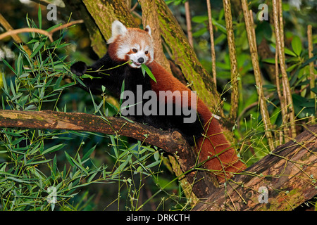 Panda minore (Ailurus fulgens) mangiare il bambù Foto Stock