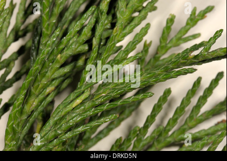 Leyland cipresso, x cuprocyparis leylandii fronde o foglie Foto Stock